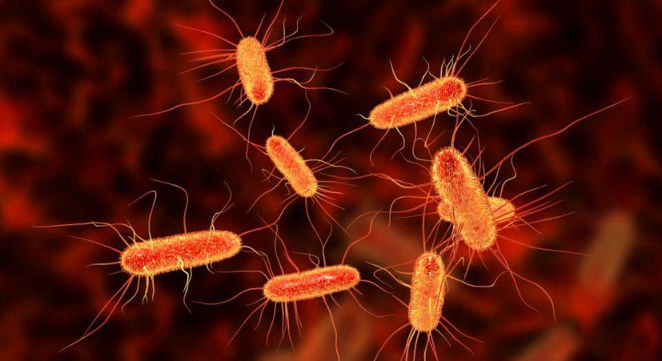 Escherichia Coli nell’Acqua Potabile: Rischi e Misure Preventive